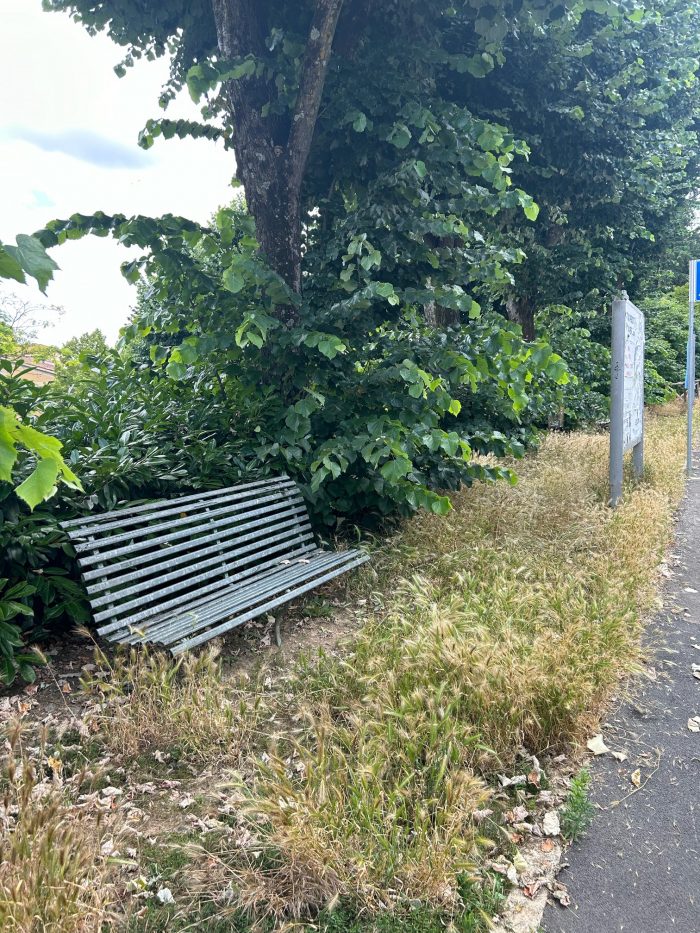 Siena Erba Alta E Forasacchi In Via Avignone E Via Mentana La Rabbia