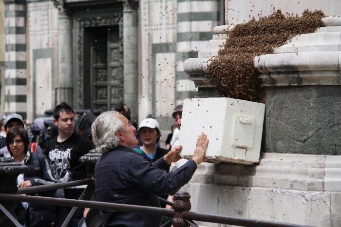 Sciami d'api, ecco cosa fare