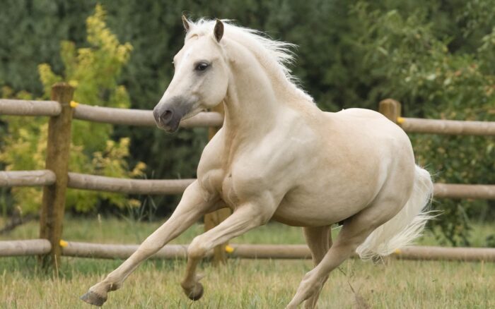 Cavallo libero per strada. Sanzionato il proprietario