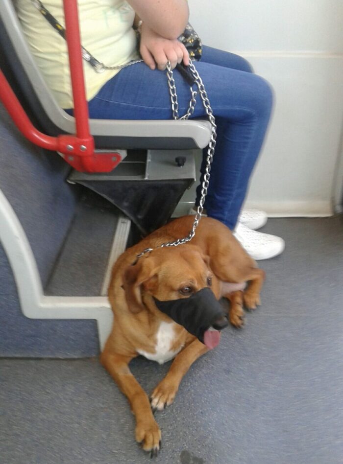 All'autista Tiemme il cane non piace e blocca il bus con dentro tutti i passeggeri