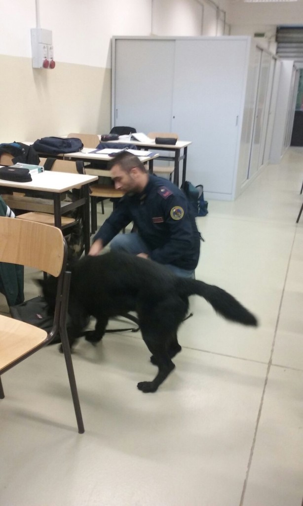 Marijuana nelle scuole: controlli con i cani antidroga