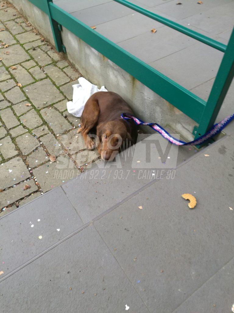 Cagnolina abbandonata davanti ad un asilo a Castelnuovo, ora si cerca un'adozione