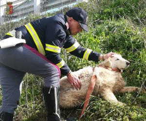 Cagnetta in pericolo sulla Palio: la Polstrada ferma il traffico e la salva