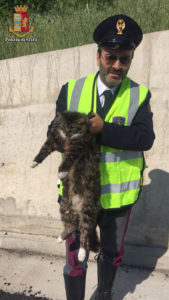 Gatto ferito sull'Autopalio salvato dalla Polizia Stradale