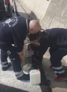 Gatto ferito salvato sull'Autopalio dalla Polizia Stradale, il video