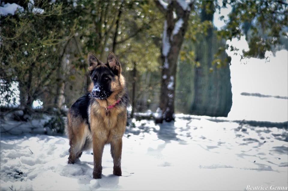 Choc per sospetto avvelenamento di cani nel giardino di casa