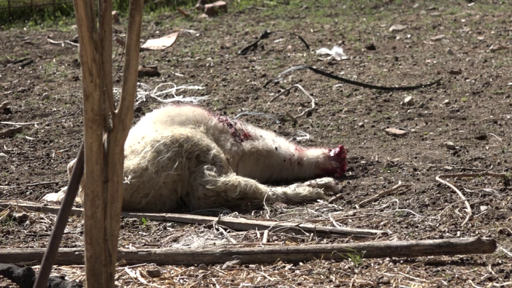 Lupi, l'allarme della Cia Siena: attacchi senza fine in Val d’Orcia, allevatori esasperati pronti a chiudere