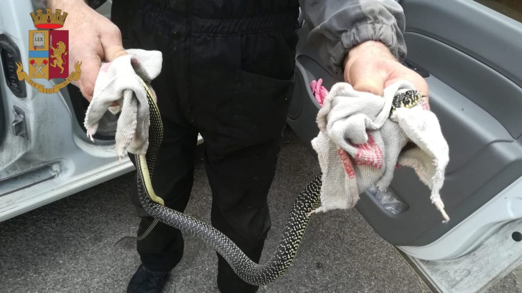 Si trova un serpente in auto mentre guida: salvata dalla Polstrada