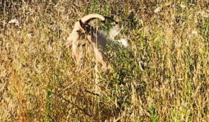 Caprone semina il panico sulla Siena-Grosseto. Inseguito e bloccato dalla Polizia