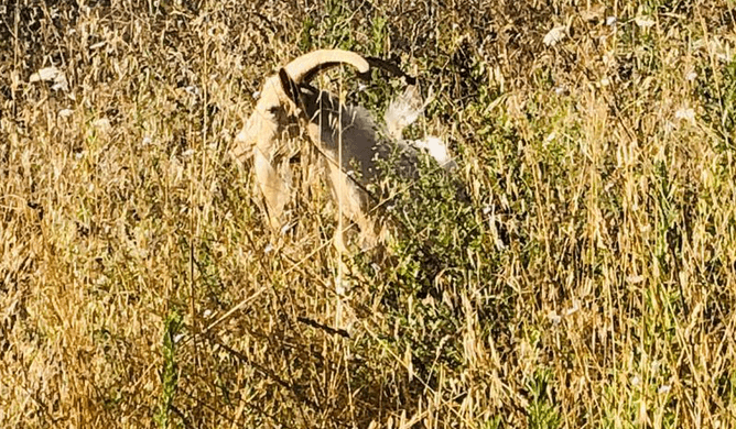 Caprone semina il panico sulla Siena-Grosseto. Inseguito e bloccato dalla Polizia