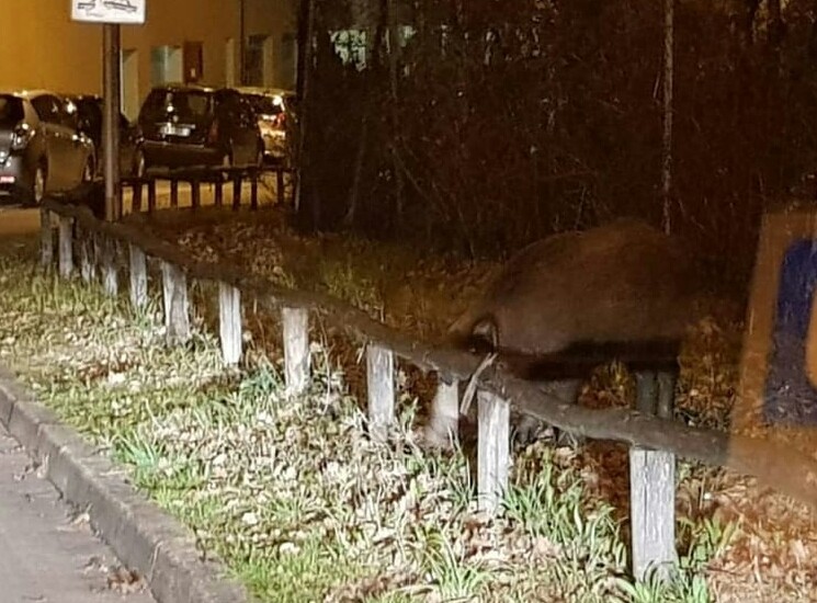 Cinghiale a spasso nel parcheggio delle Scotte