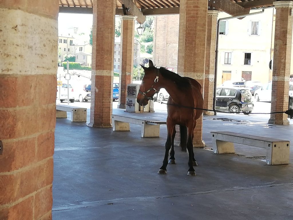 Botticello ha trovato casa: il Sindaco lo consegna alla nuova proprietaria