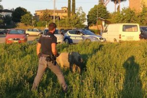 Suino smarrito in strada, il sindaco lo affida ad una Associazione e non finirà al macello