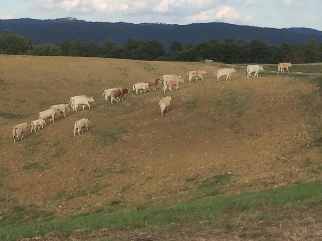 Mandria selvaggia: nelle crete vagano da due anni 60 capi di bovini