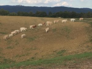 Mandria selvaggia: nelle crete vagano da due anni 60 capi di bovini