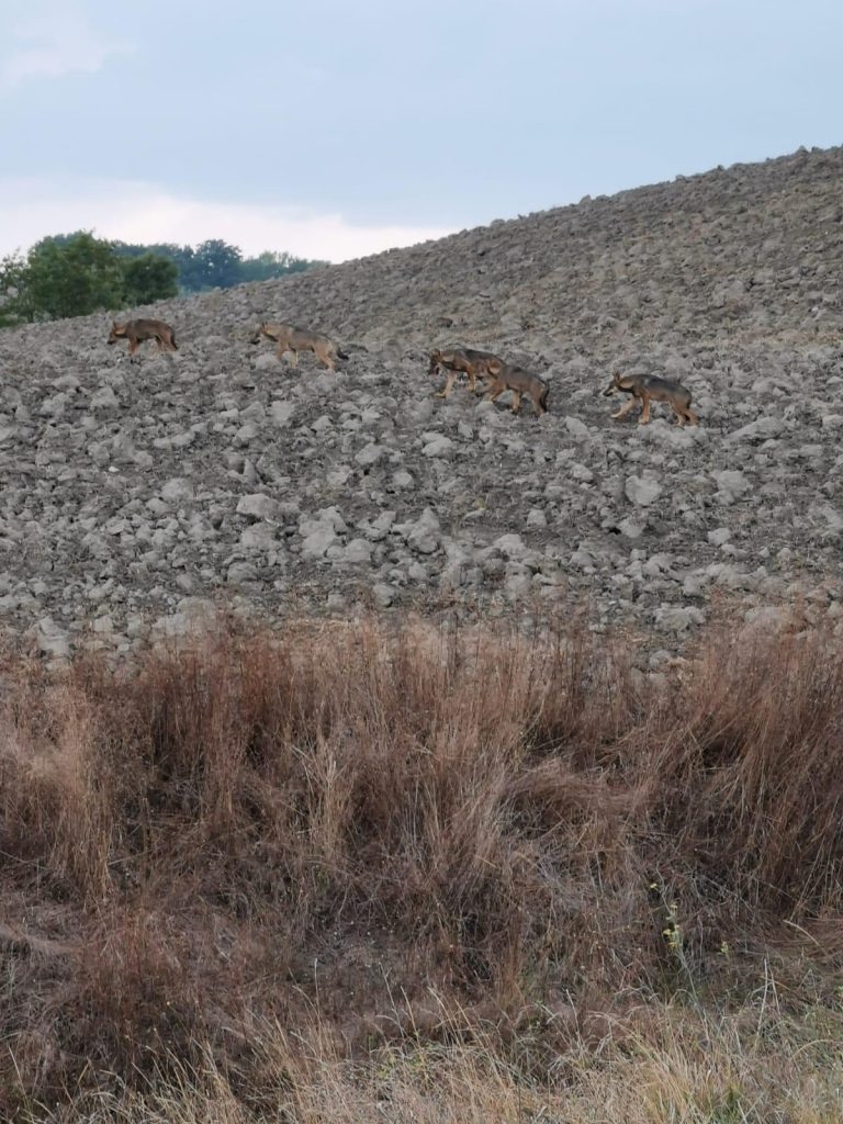 Asciano, branco di lupi a passeggio per le Crete Senesi - VIDEO