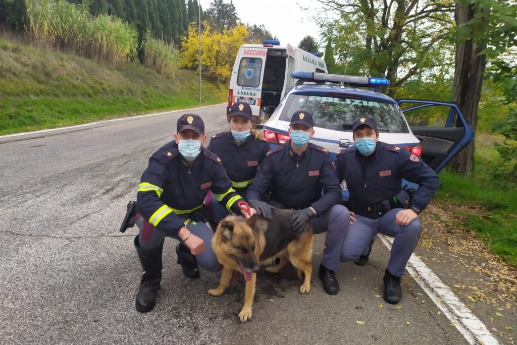 Cagnolina smarrita sulla Siena-Firenze salvata dalla Polizia