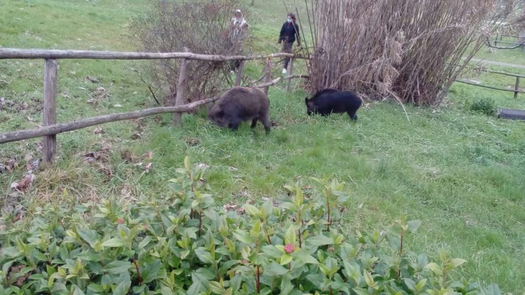 Contenimento ungulati, la Toscana rafforza le funzioni delle polizie provinciali