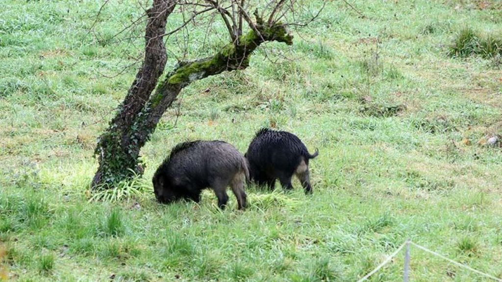 Toscana: novità per il controllo degli ungulati