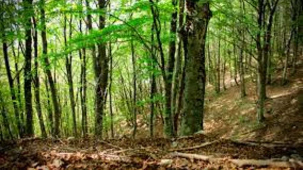 Giornata internazionale delle foreste: Unisi fa il punto sul progetto "Build in Wood"