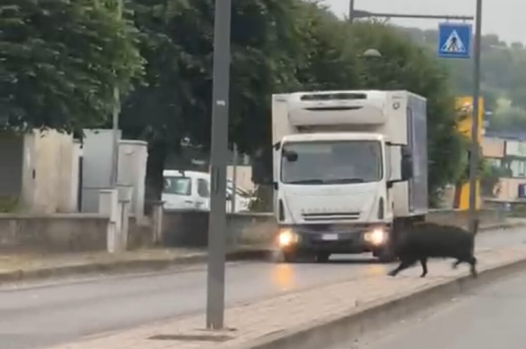 Siena, grosso cinghiale "a spasso" per Massetana