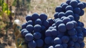 Vendemmia Orcia Doc: calo produttivo del 15% ma ottima qualità