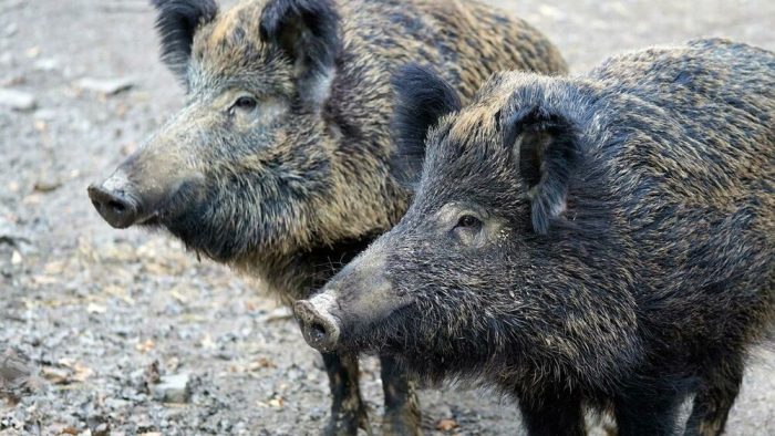 Castelnuovo: incontro a Casetta sulla peste suina