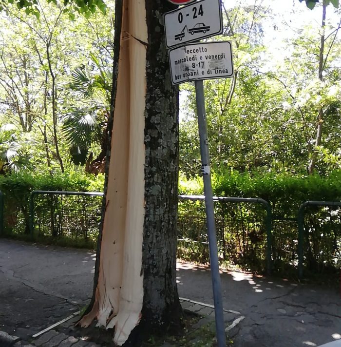 Tiglio in viale dei Mille, intervento di recupero del Comune di Siena