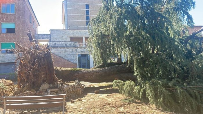 Maltempo: le impressionanti immagini dell'albero secolare divelto a Ravacciano