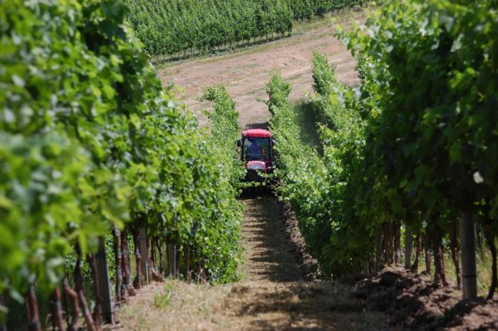 Operai in vigna nonostante le alte temperature, multata un'azienda agricola di Montalcino