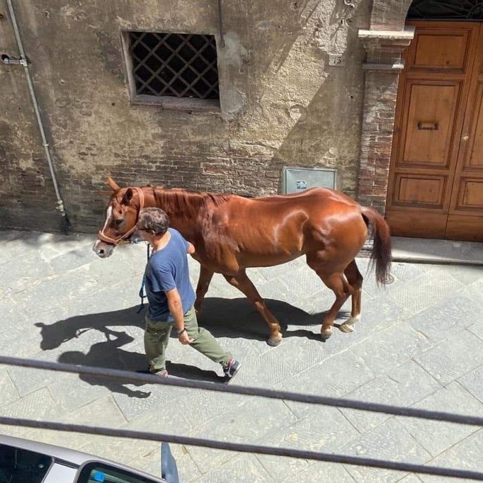 Palio: Tabacco sta bene e torna a casa