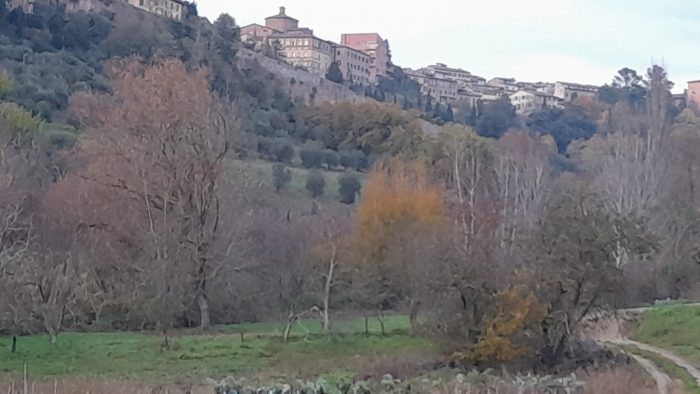 Siena: i lupi attaccano il podere di Federico Corbini a porta Tufi