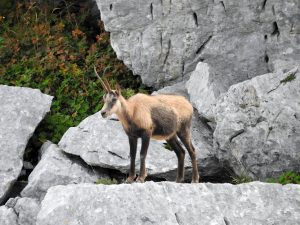 Cambiamento climatico e aggressività nelle società animali, studio dell'Università di Siena