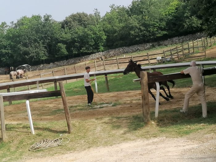 Palio di Siena del 16 agosto, ecco gli orari delle previsite