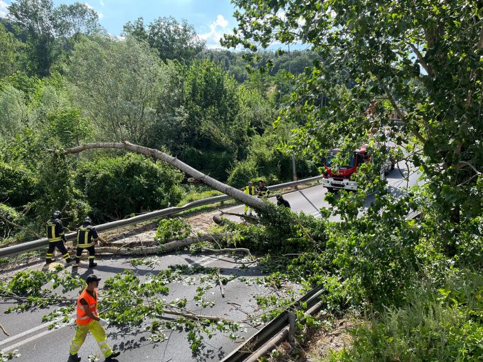 Siena: crolla una pianta, chiuso al traffico lo svincolo di Siena Ovest della Tangenziale