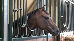 Palio di Siena 16 agosto, 35 cavalli ammessi alla Tratta. Assente Zio Frac