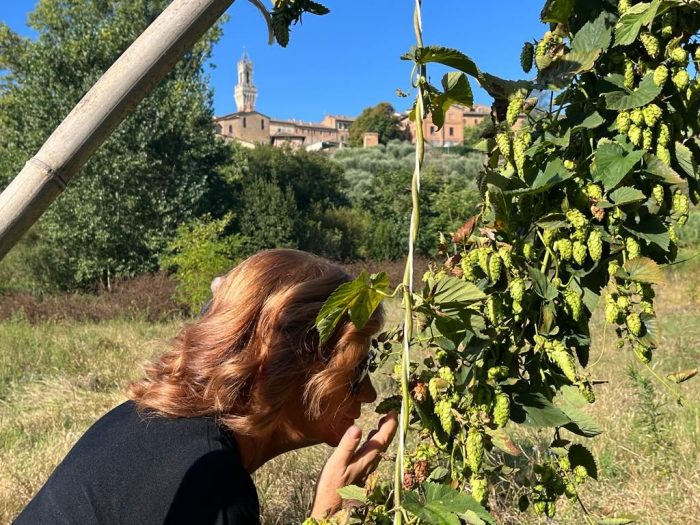 Siena: l’assessore Magi alla raccolta del luppolo nella valle di Follonica