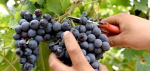 Caporalato durante la vendemmia, sospese tre aziende nel senese