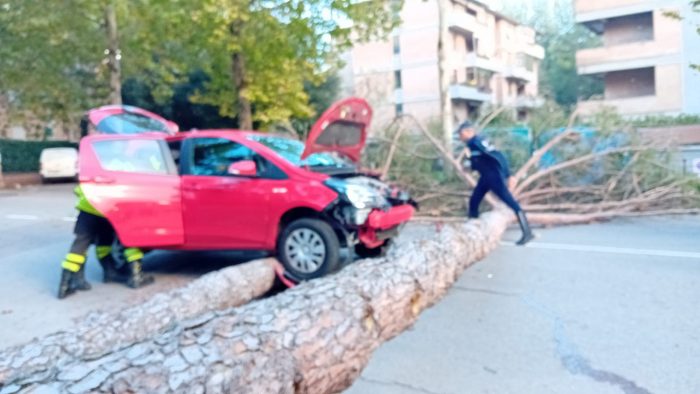 Siena, pino cade in Via delle Province e colpisce un'auto in transito. Illeso il conducente