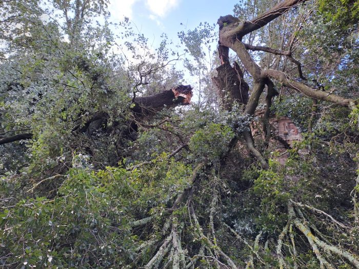 Strada interrotta e black out elettrico, alberi caduti creano disagi nella zona di Montechiaro a Siena