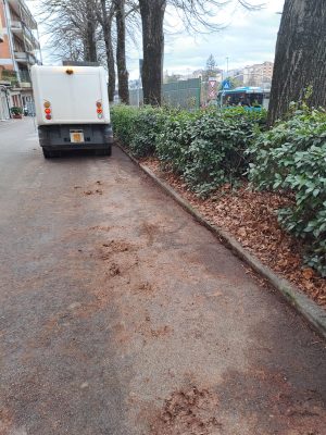 Siena, al via i lavori di potatura degli alberi in via de Bosis