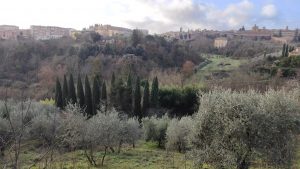 Ancora lupi alle porte di Siena, l'ultima segnalazione arriva da Scacciapensieri