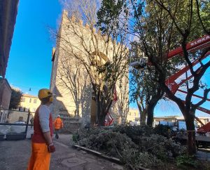 Siena, fasi conclusive per i lavori di potatura degli alberi nelle zone esterne a porta Camollia