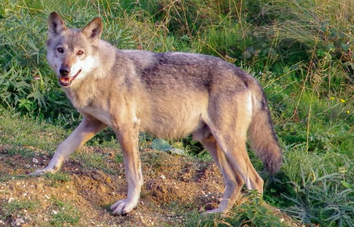 Lupo, Coldiretti: "Soddisfazione per declassamento specie. Chiuse 800 stalle in dieci anni, pecorino senese a rischio"