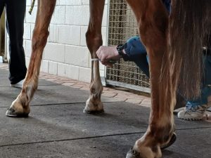 Palio di Siena, il programma delle visite di ammissione Albo cavalli 2025