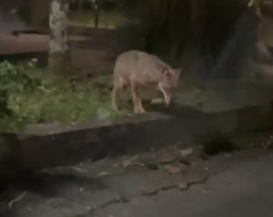 Siena, lupo si aggira in via Custoza