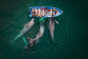 Drone Photo Awards 2024, annunciate le nomination