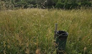 Siena: erba alta, il parco ai Cappuccini sembra una giungla