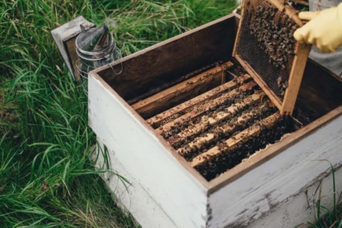 La Regione Toscana a sostegno degli apicoltori, bandi per oltre 1 milione di euro
