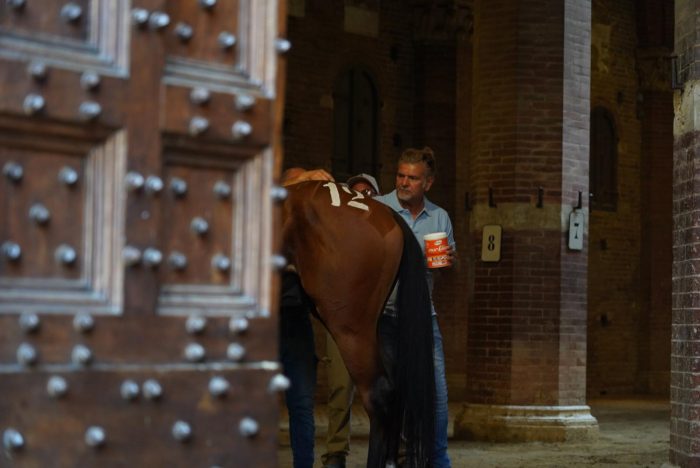 Palio di Siena 16 agosto, 34 i cavalli presentati alla Tratta. Non c'è Criptha